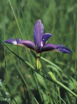Podvrsta Iris sibirica L. ssp. sibirica (FOTO T. Nikolić) Card image cap